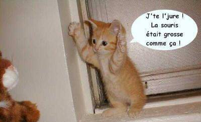 le chat