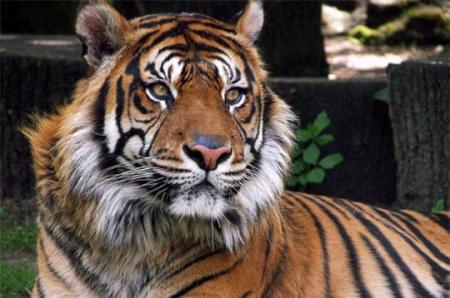 tigre