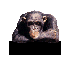 le singe